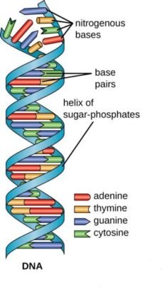 DNA तथा RNA क्या होते हैं? शरीर में इनके क्या कार्य हैं तथा इन दोनों ...