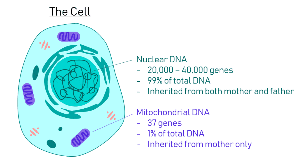 human cell