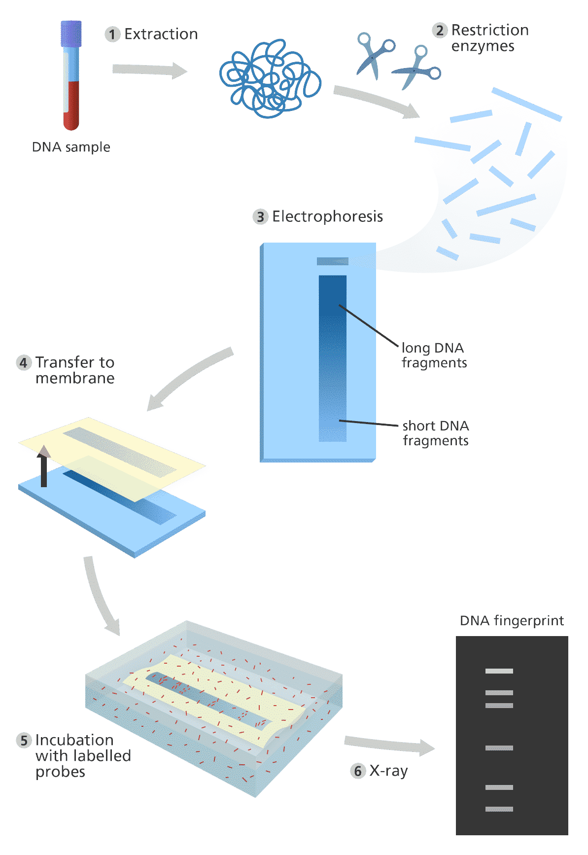 DNA fingerprinting