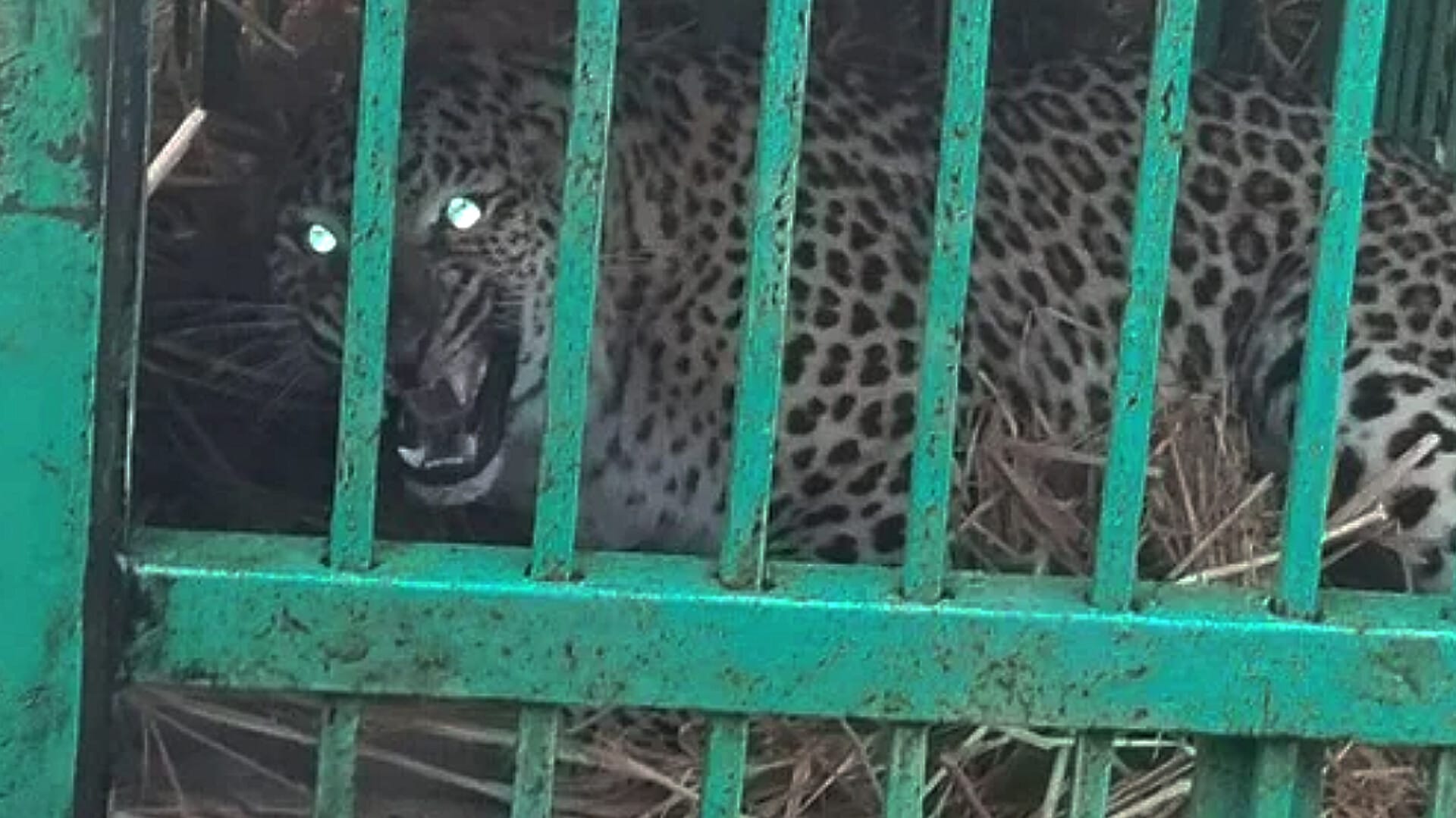 An image of a leopard captured in a cage, sitting on straw and showing its teeth aggressively. The leopard's face is clearly visible behind green iron bars.